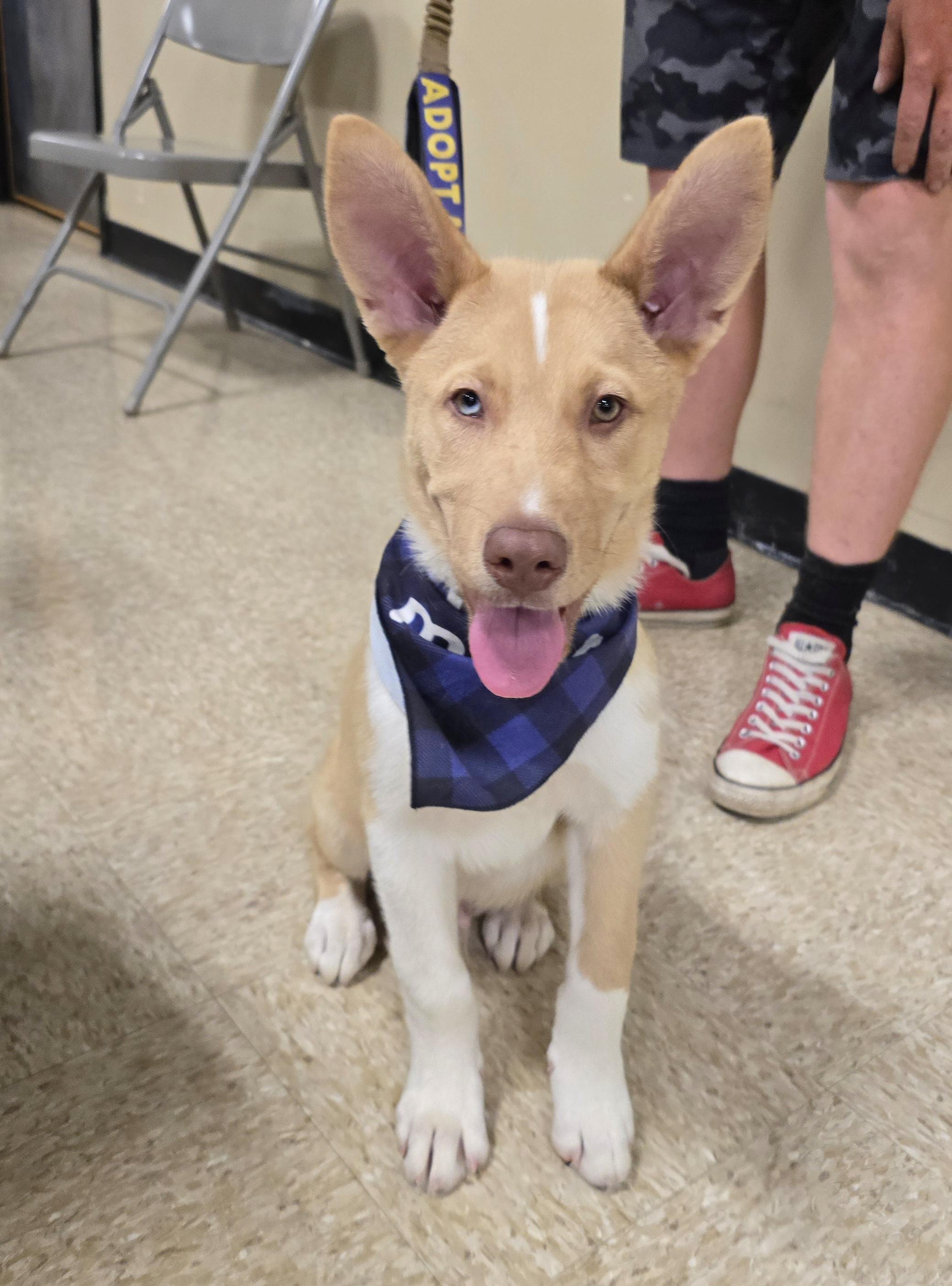 Philosopher, ADOPTABLE, Puppy Male Mixed Breed.