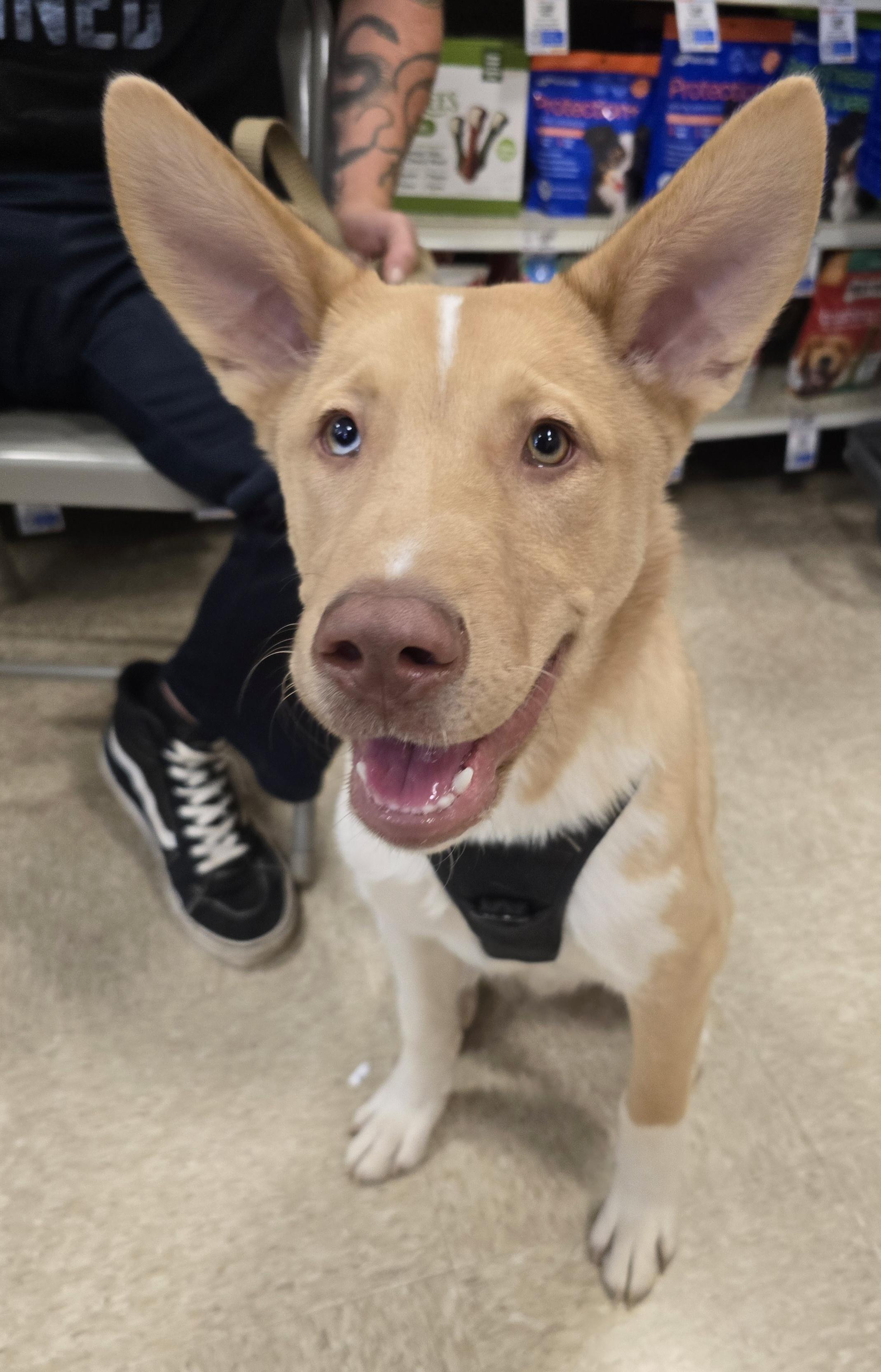 Philosopher, Adoptable, Puppy Male Mixed Breed.