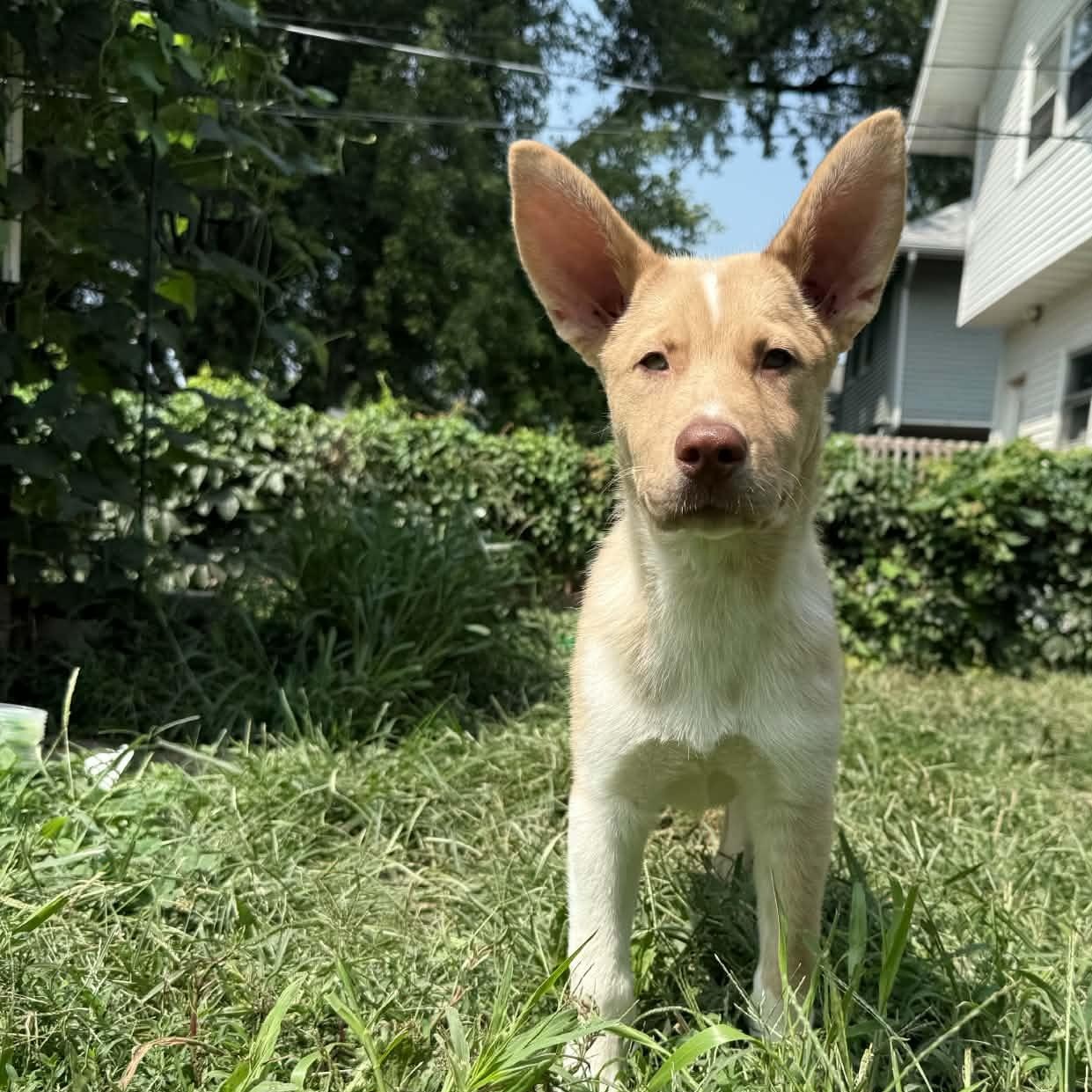 Philosopher, a ADOPTABLE Mixed Breed in Cedar Rapids, IA image 4/6