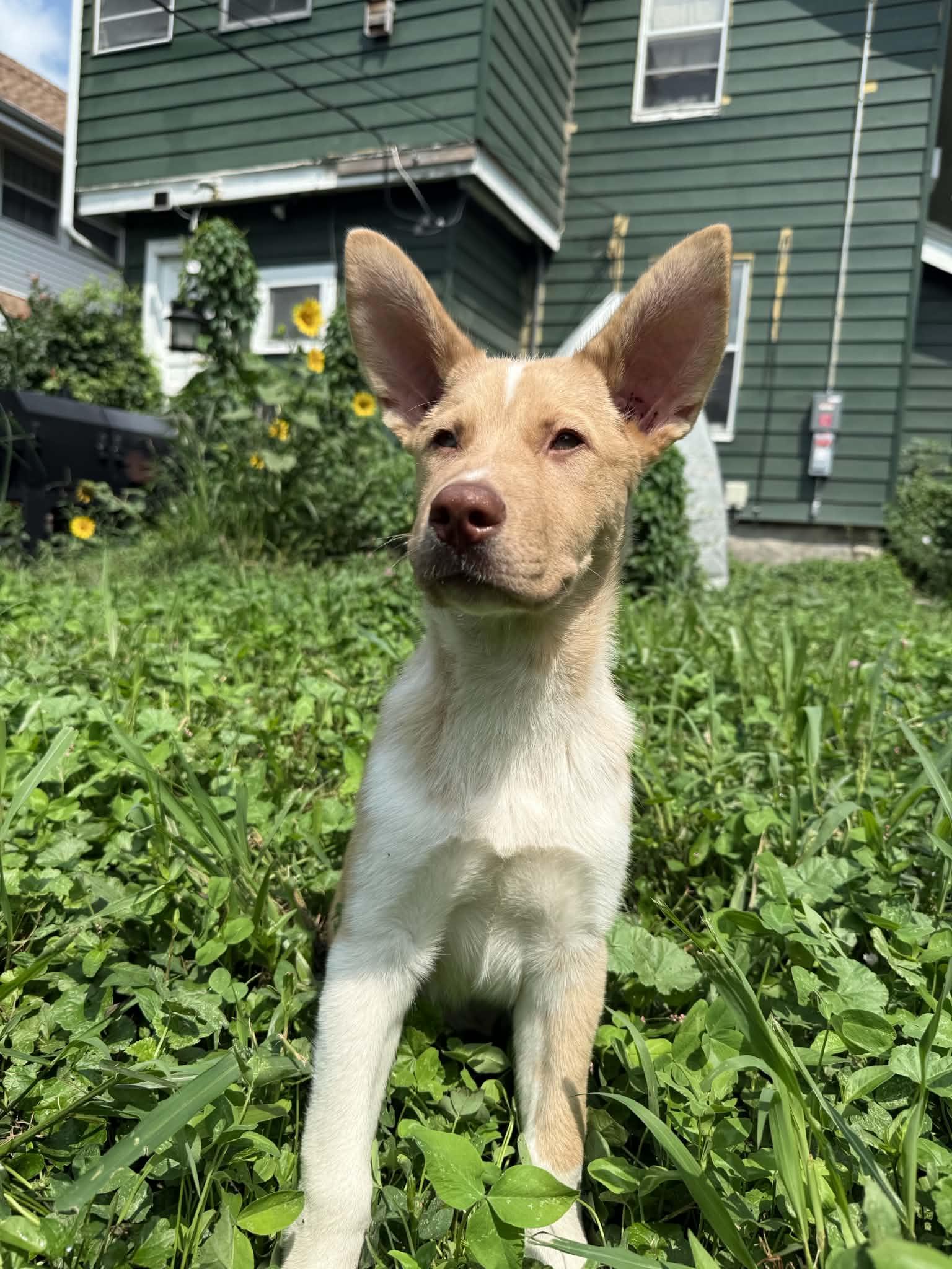 Philosopher, a ADOPTABLE Mixed Breed in Cedar Rapids, IA image 6/6