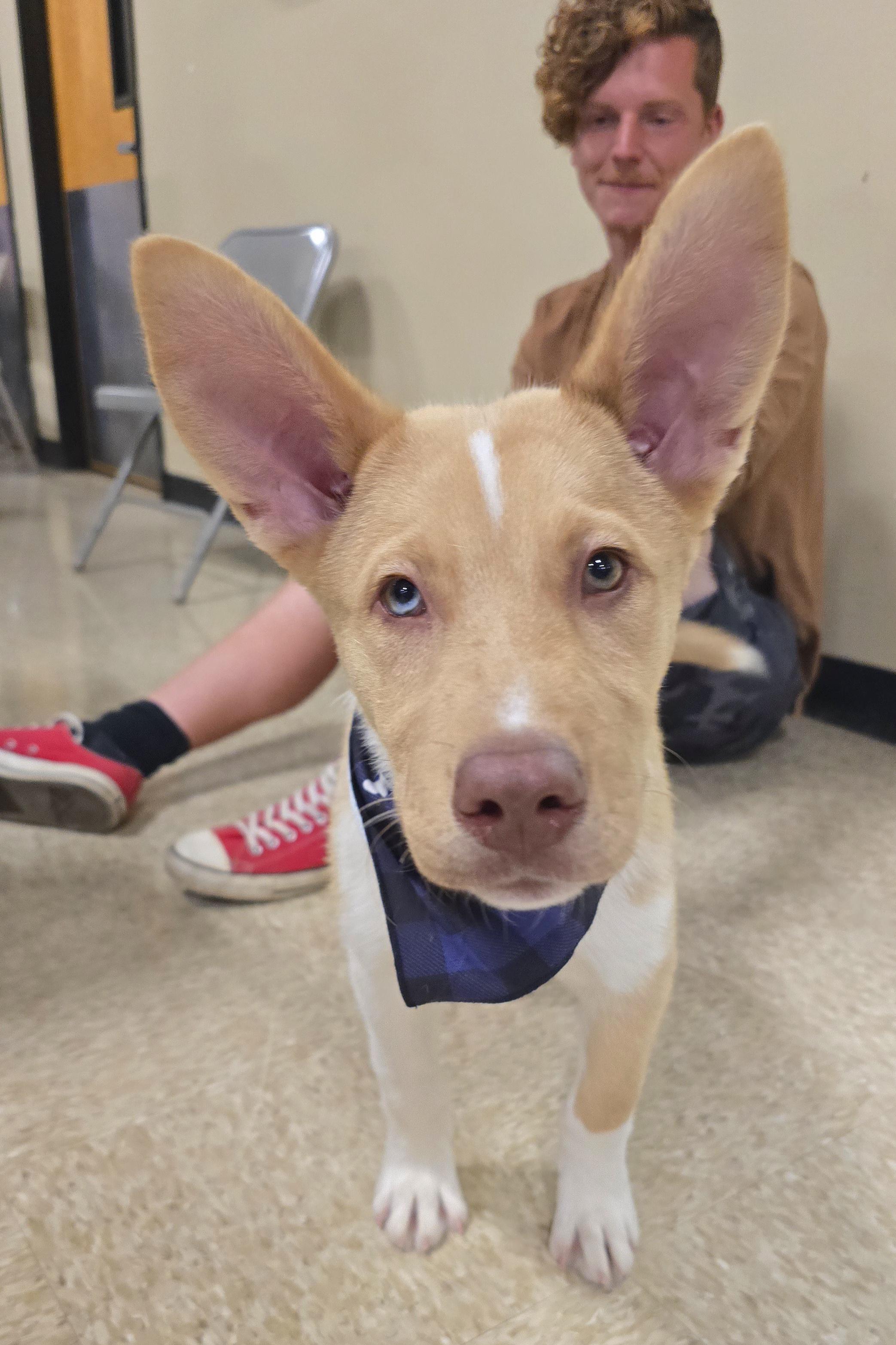 Philosopher, a ADOPTABLE Mixed Breed in Cedar Rapids, IA image 2/6