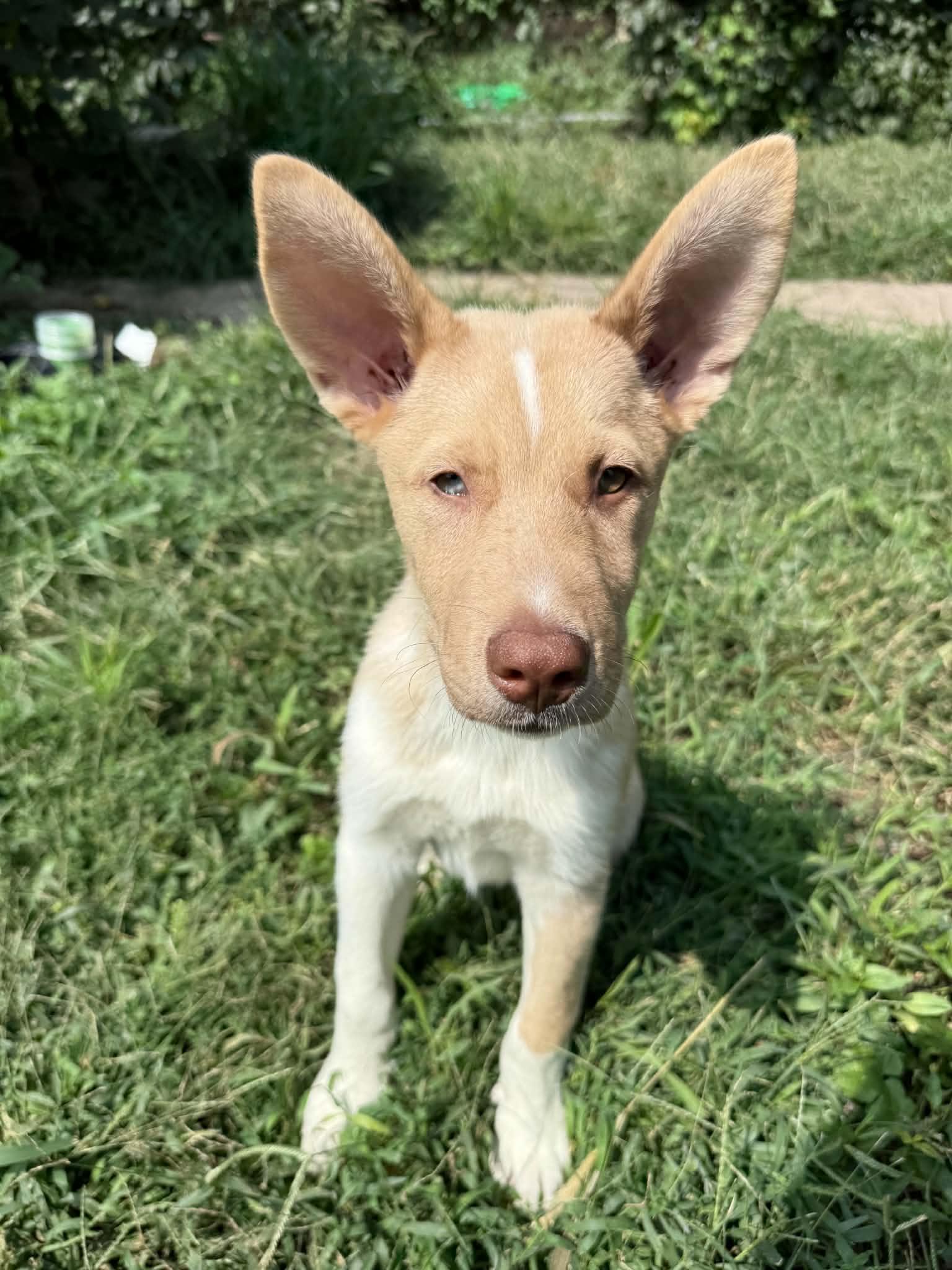Philosopher, a ADOPTABLE Mixed Breed in Cedar Rapids, IA image 5/6