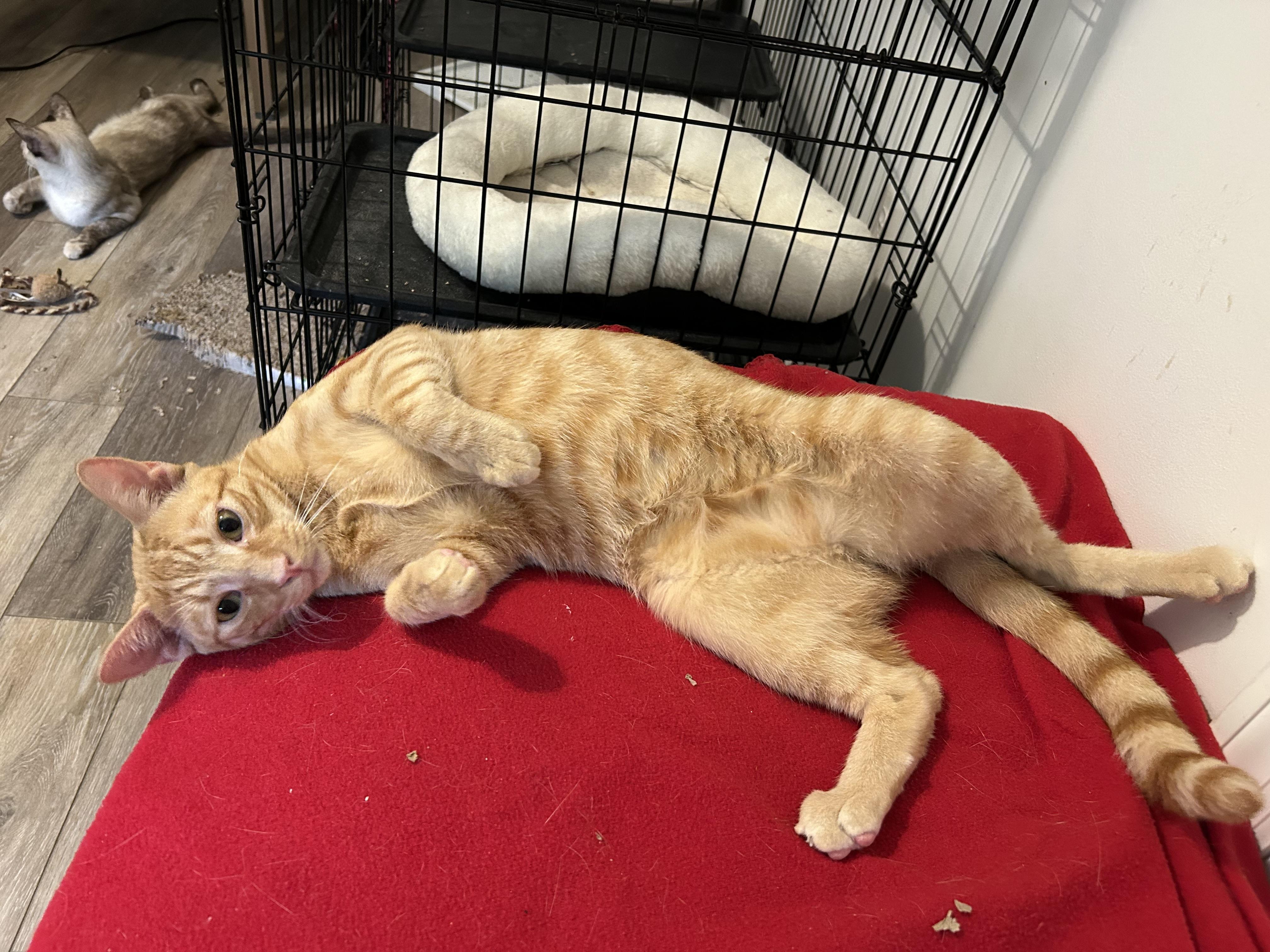 Dash, ADOPTABLE, Adult Male Tabby.