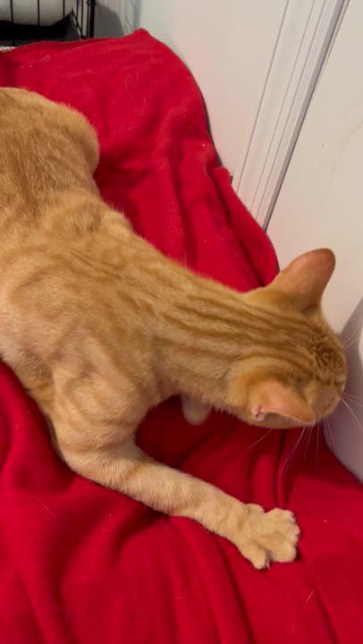 Enlarge Dash, a ADOPTABLE Tabby in Oriental , NC image 4/4