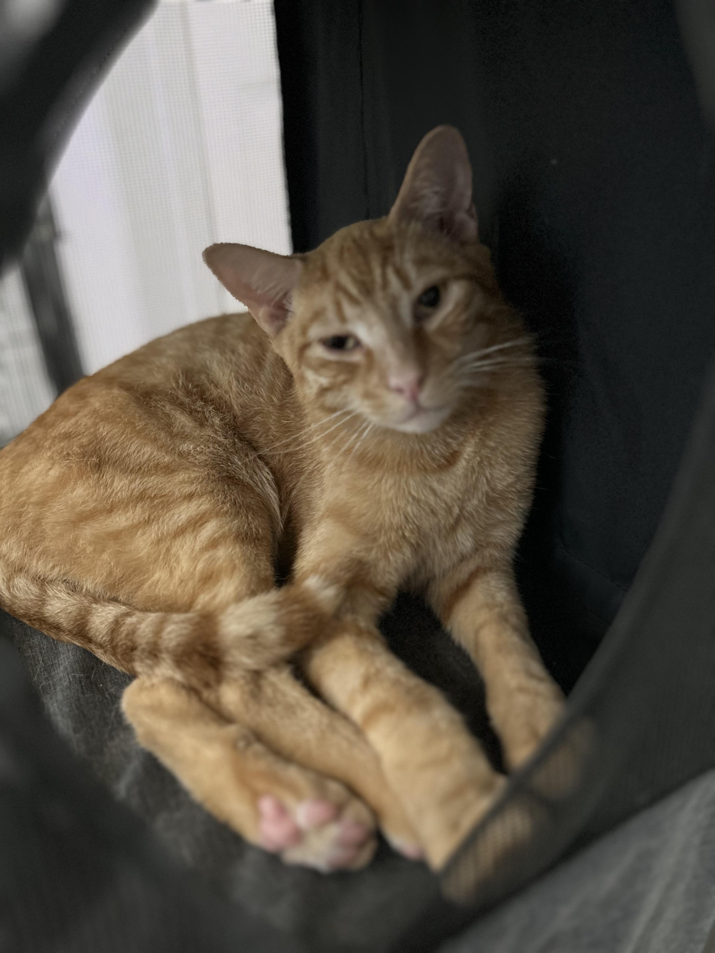 Dash, ADOPTABLE, Adult Male Tabby.