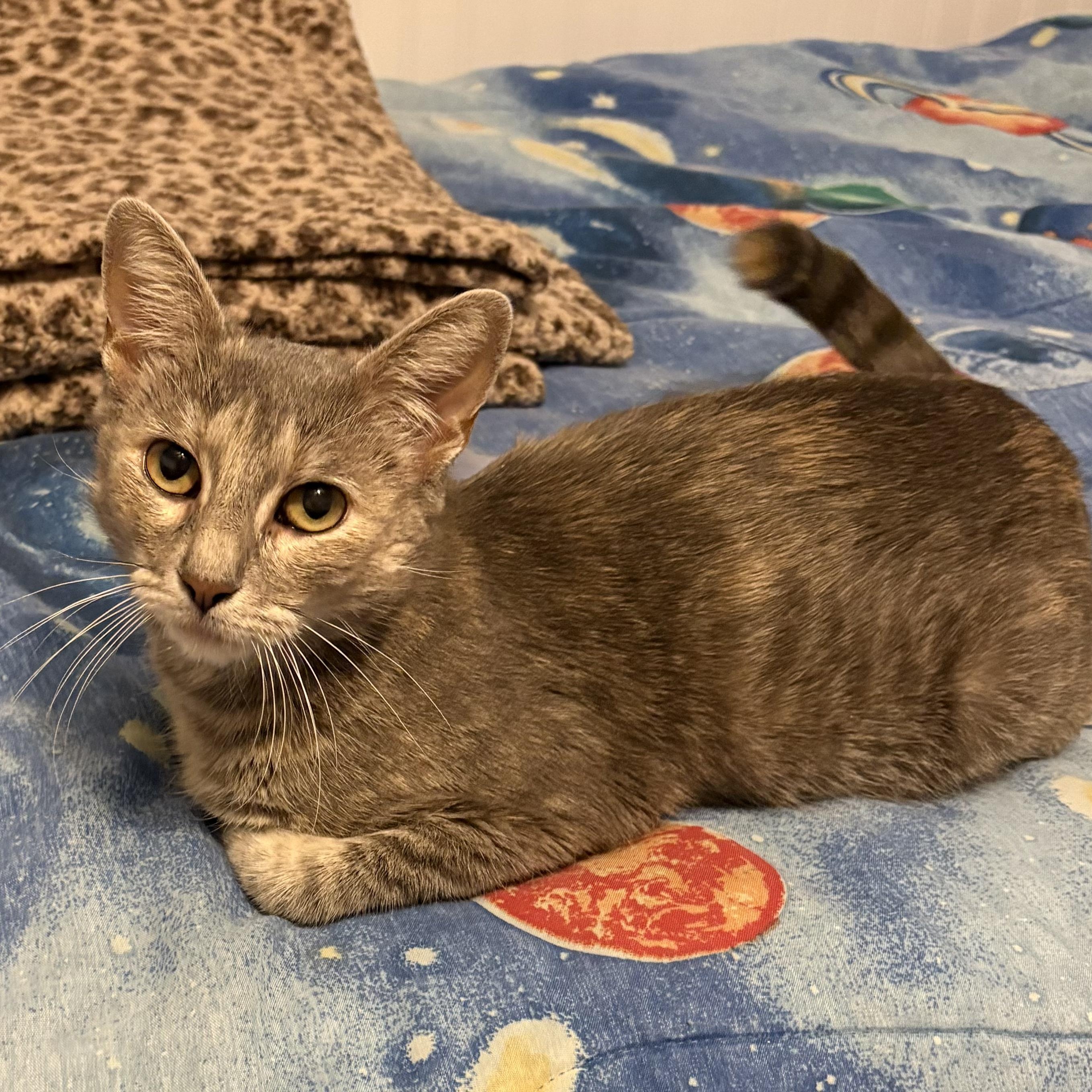 Calla, ADOPTABLE, Young Female Domestic Short Hair.