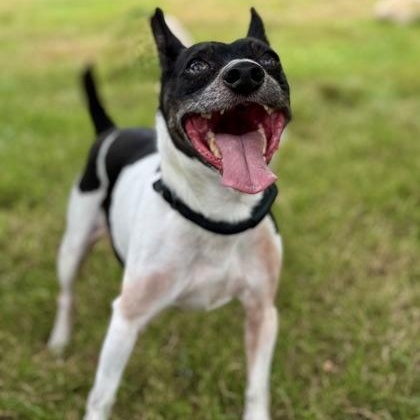 Alfalfa, ADOPTABLE, Senior Male Rat Terrier.