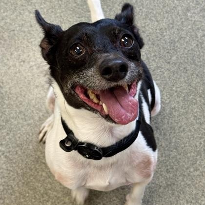 Alfalfa, a ADOPTABLE Rat Terrier in Worcester, MA image 2/2
