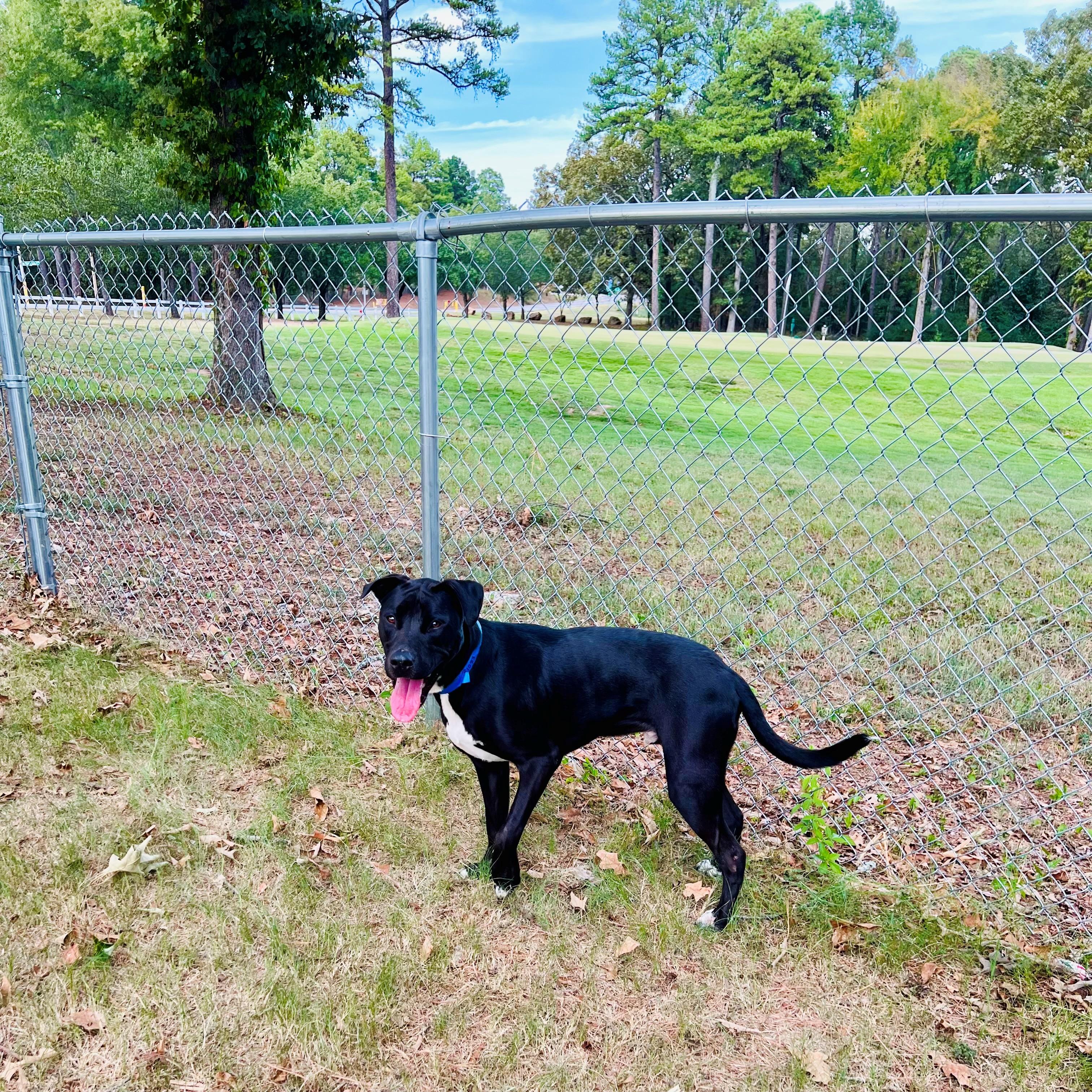 Major, Adoptable, Adult Male Black Labrador Retriever.