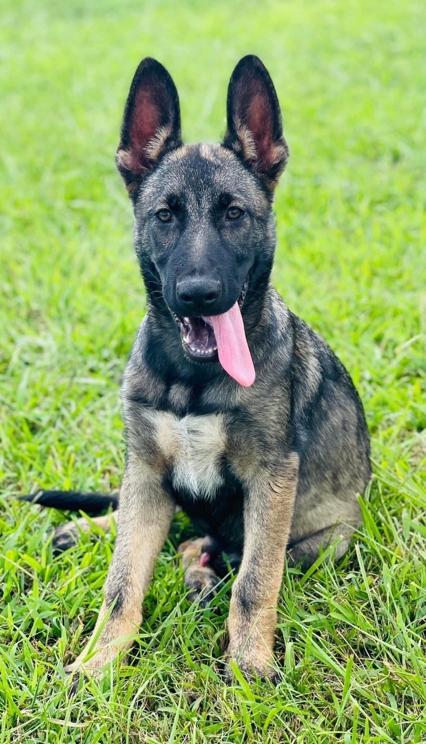 Zeke, Adopted, Puppy Male German Shepherd Dog.