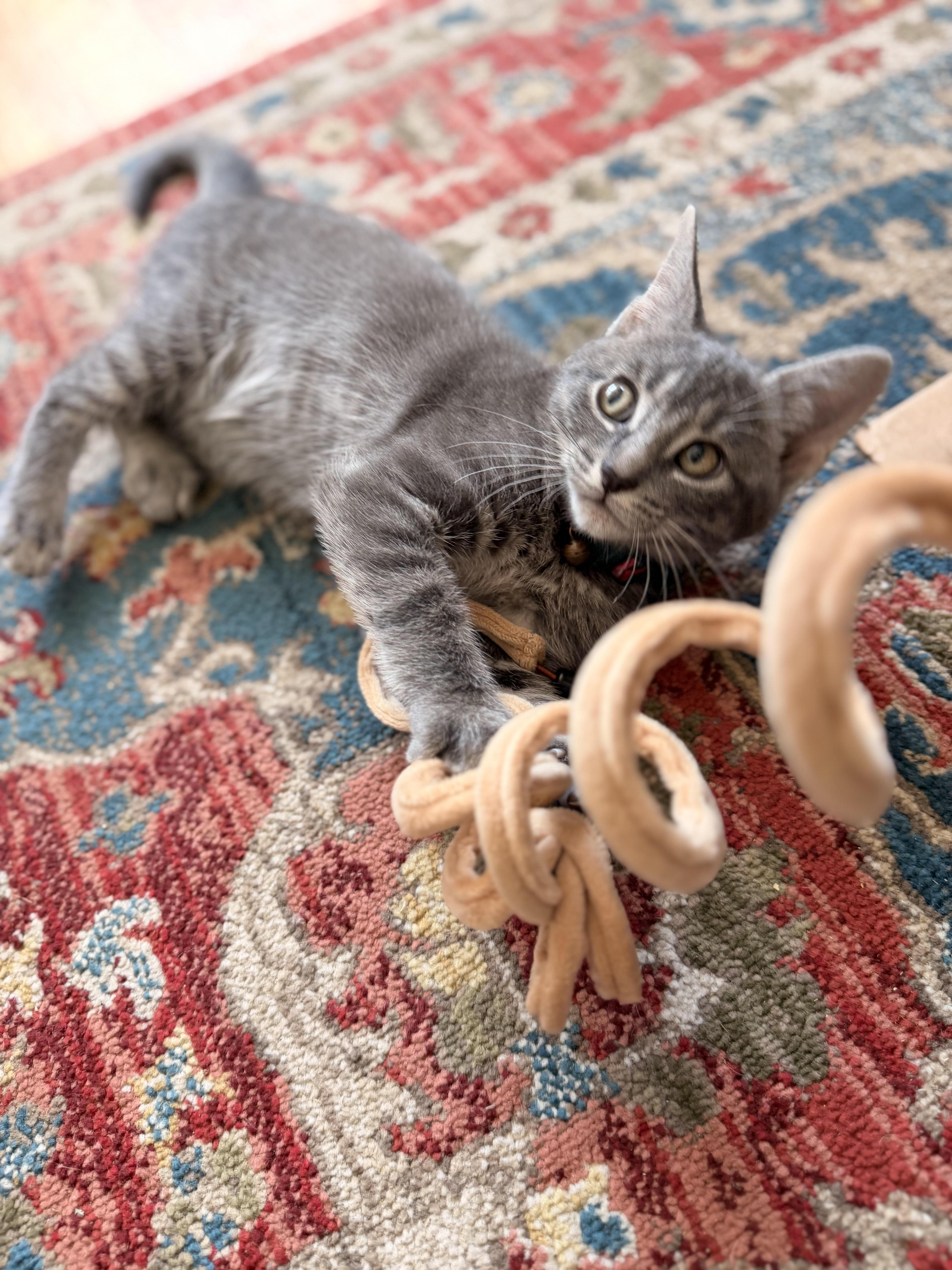 Daisy, an adopted Domestic Short Hair in Marblehead, MA image 1/4