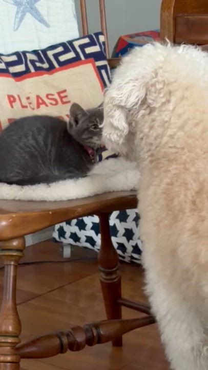 Enlarge Daisy, an adopted Domestic Short Hair in Marblehead, MA video 4/4