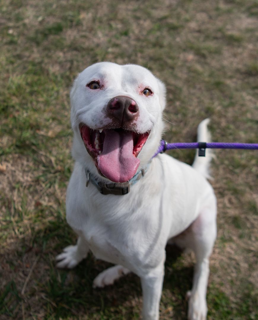 Kingston (Foster), a Adoptable Labrador Retriever in Springfield, MO image 2/6