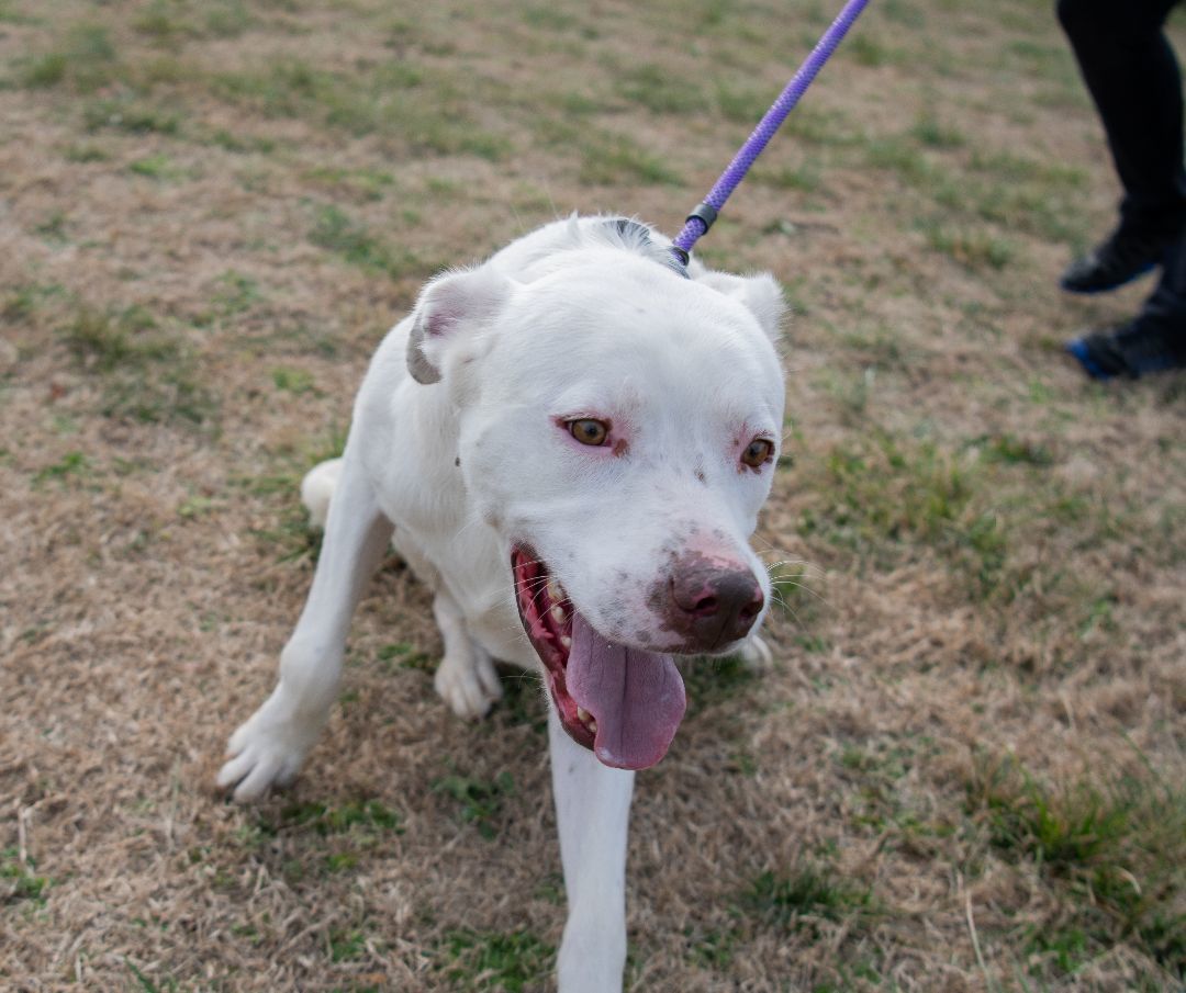 Kingston (Foster), a Adoptable Labrador Retriever in Springfield, MO image 3/6