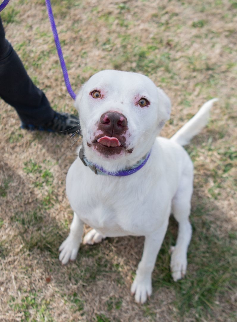 Kingston (Foster), a Adoptable Labrador Retriever in Springfield, MO image 4/6