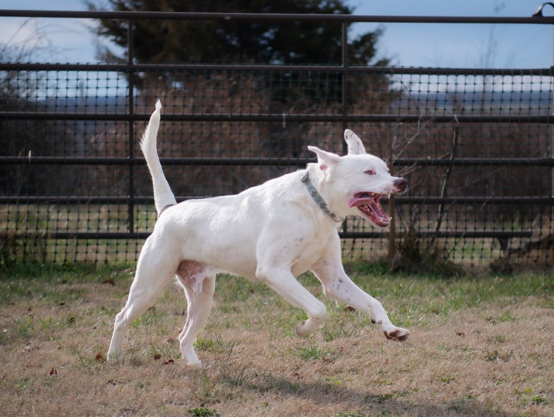 Kingston (Foster), a Adoptable Labrador Retriever in Springfield, MO image 5/6