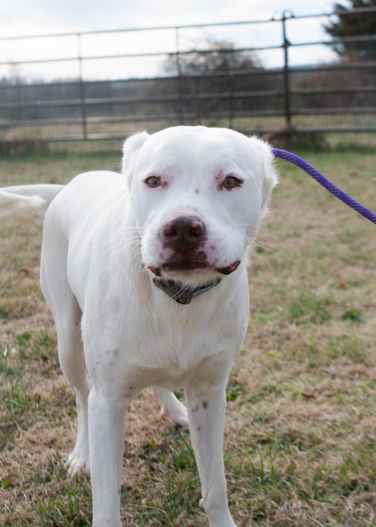 Kingston (Foster), a Adoptable Labrador Retriever in Springfield, MO image 6/6