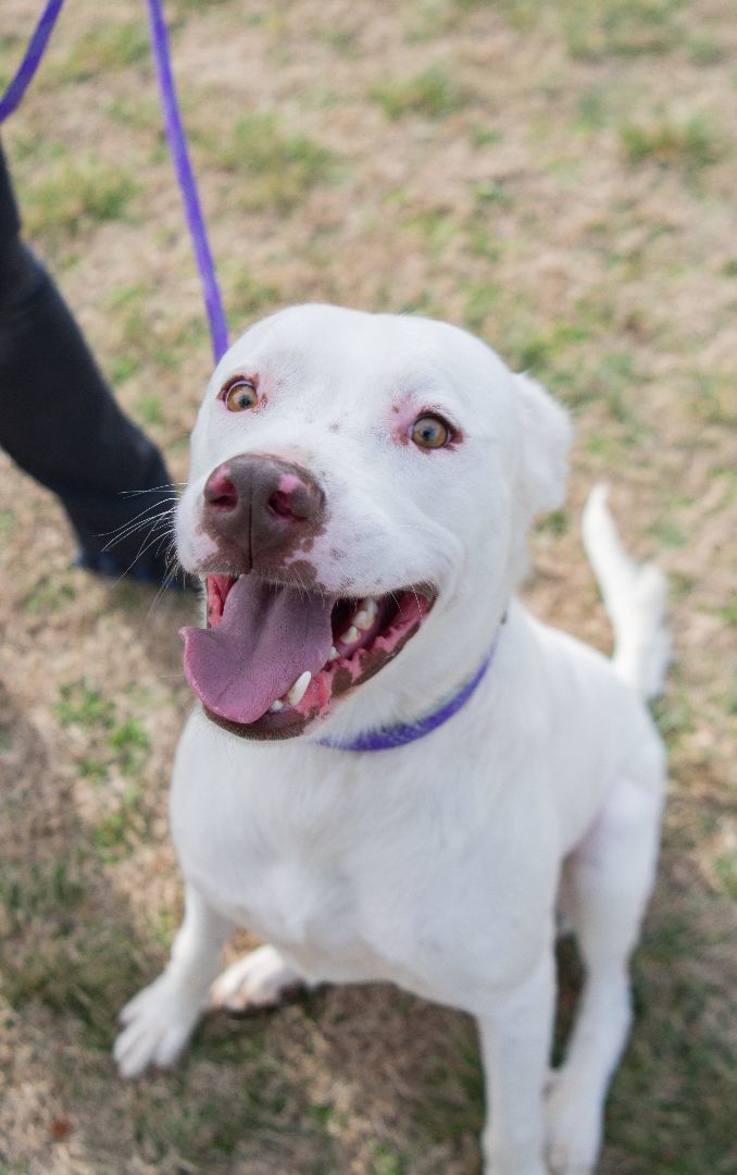 Kingston (Foster), an adoptable Labrador Retriever in Springfield, MO, 65802 | Photo Image 1