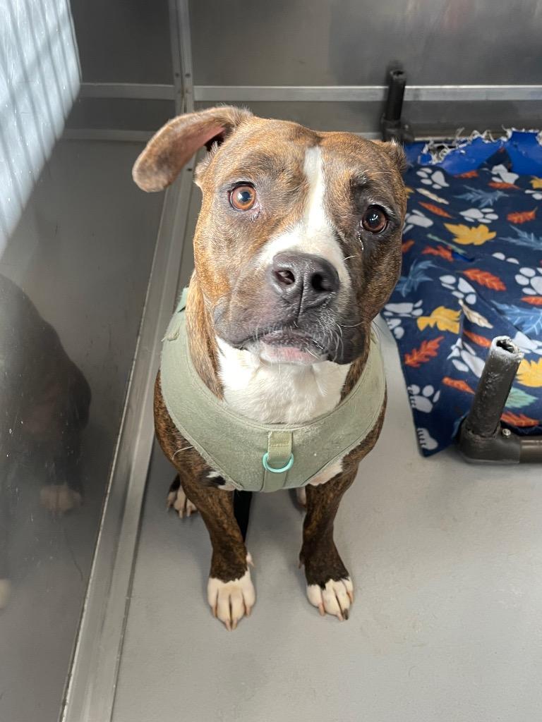 Darcy, Adoptable, Young Female Mixed Breed.