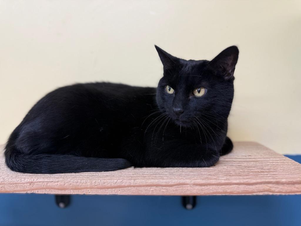 Sam, Adoptable, Senior Male Domestic Short Hair.