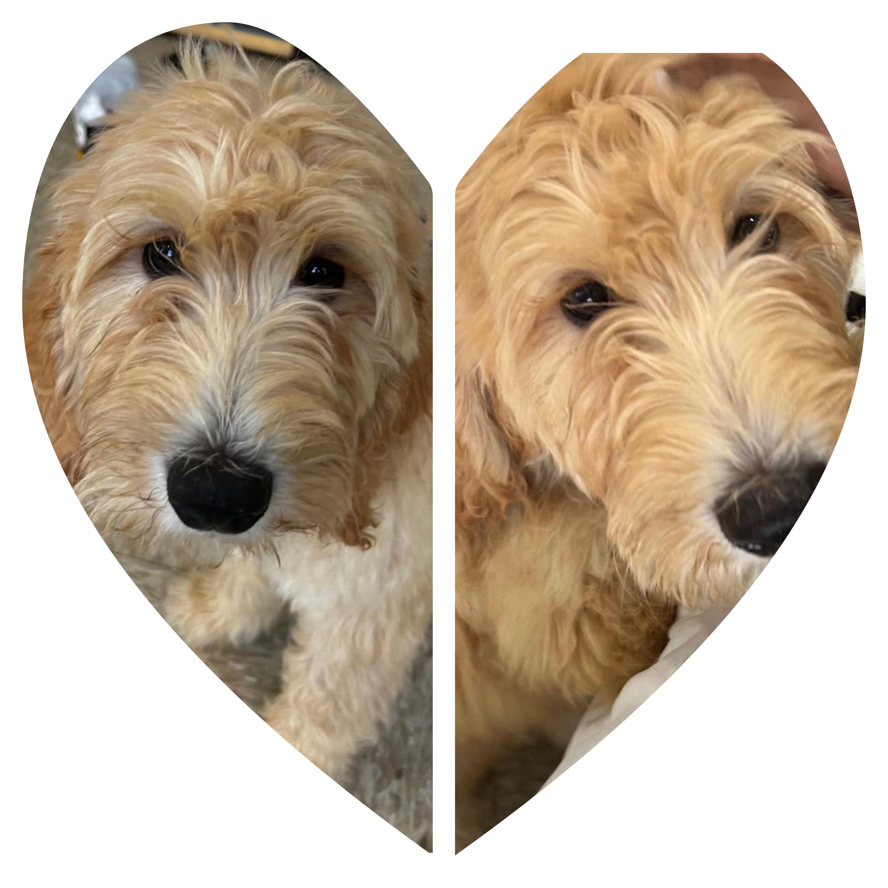 CoCo and Leo