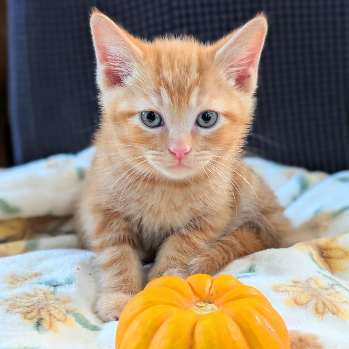 Cat for adoption Big Moon, a Domestic Short Hair in Greenfield, CA