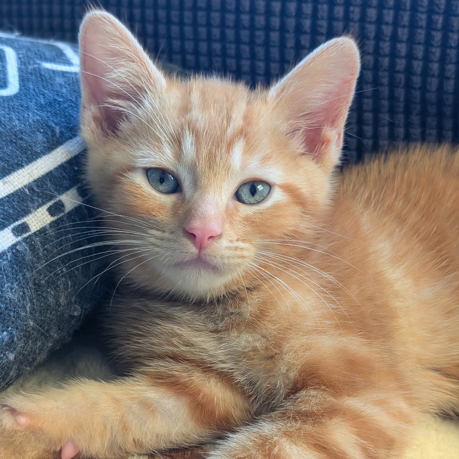 Cat for adoption Big Moon, a Domestic Short Hair in Greenfield, CA