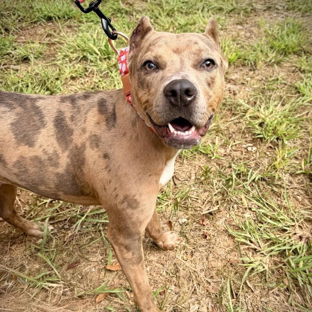 Enlarge Rosie, a Adoptable Pit Bull Terrier in Georgetown, KY image 1/4