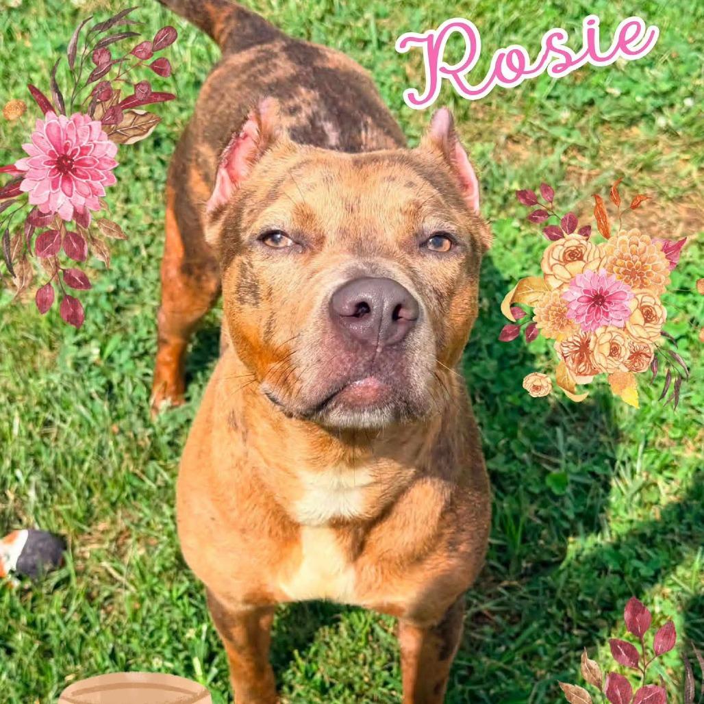 Enlarge Rosie, a Adoptable Pit Bull Terrier in Georgetown, KY image 2/4