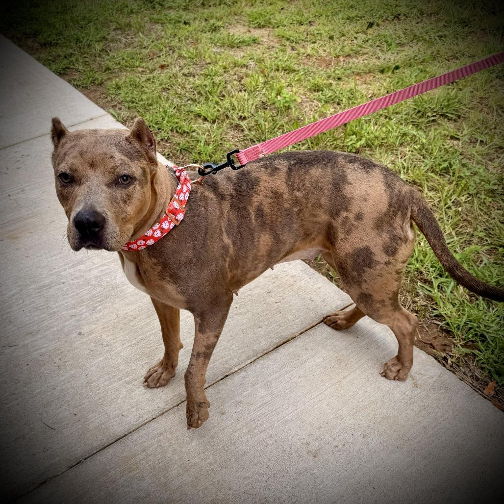 Enlarge Rosie, a Adoptable Pit Bull Terrier in Georgetown, KY image 3/4
