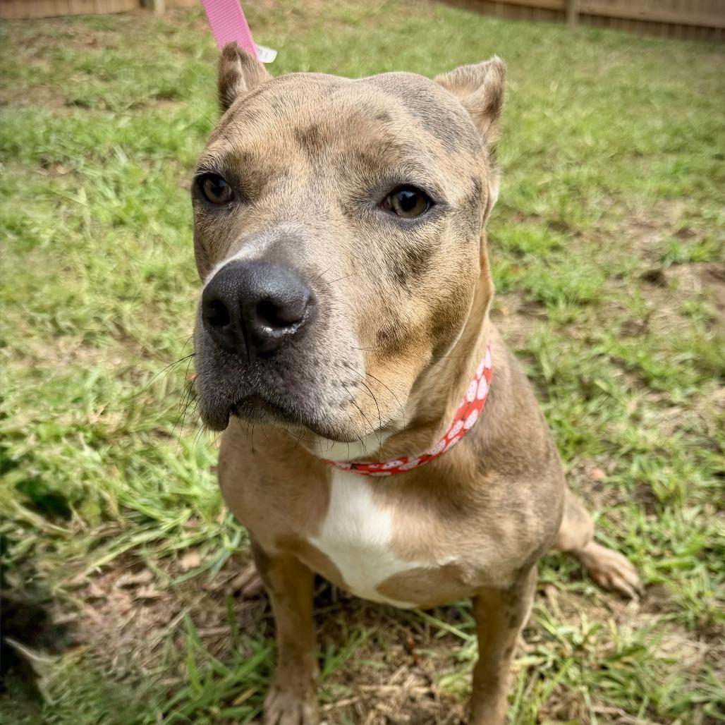 Enlarge Rosie, a Adoptable Pit Bull Terrier in Georgetown, KY image 4/4