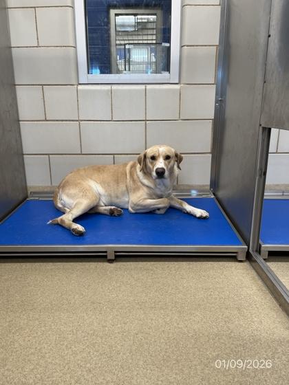 Enlarge Thor, a Adoptable mixed breed in North Richland Hills, TX image 1/1