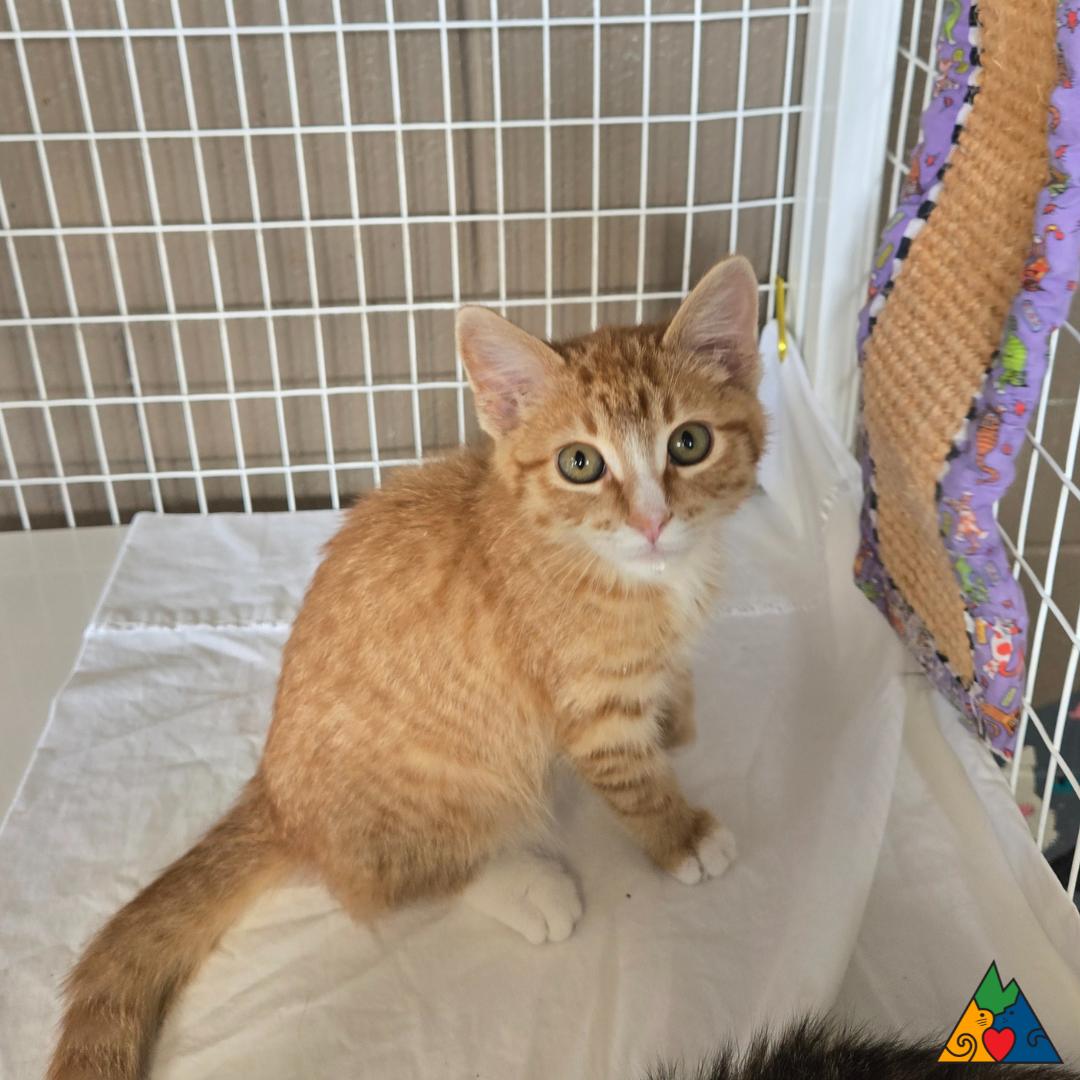Junior, an adoptable Domestic Short Hair in Douglas, WY, 82633 | Photo Image 1
