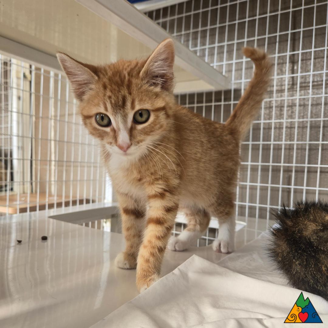 Junior, an adoptable Domestic Short Hair in Douglas, WY, 82633 | Photo Image 2