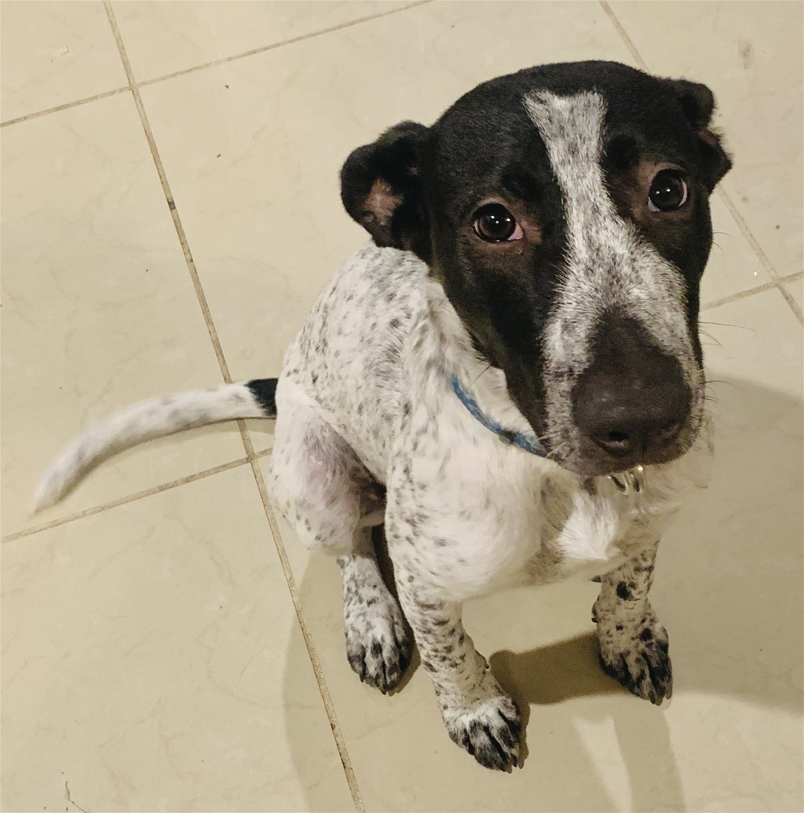 Dog for adoption Lula alwayssmiling, a Pointer & Cattle Dog Mix in