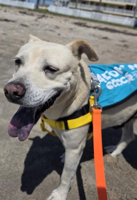 MIA, Adoptable, Adult Female Labrador Retriever & Shar-Pei.
