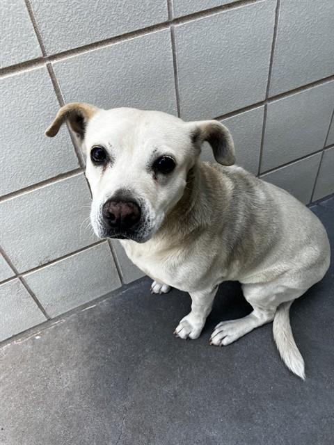 MIA, Adoptable, Adult Female Labrador Retriever & Shar-Pei.