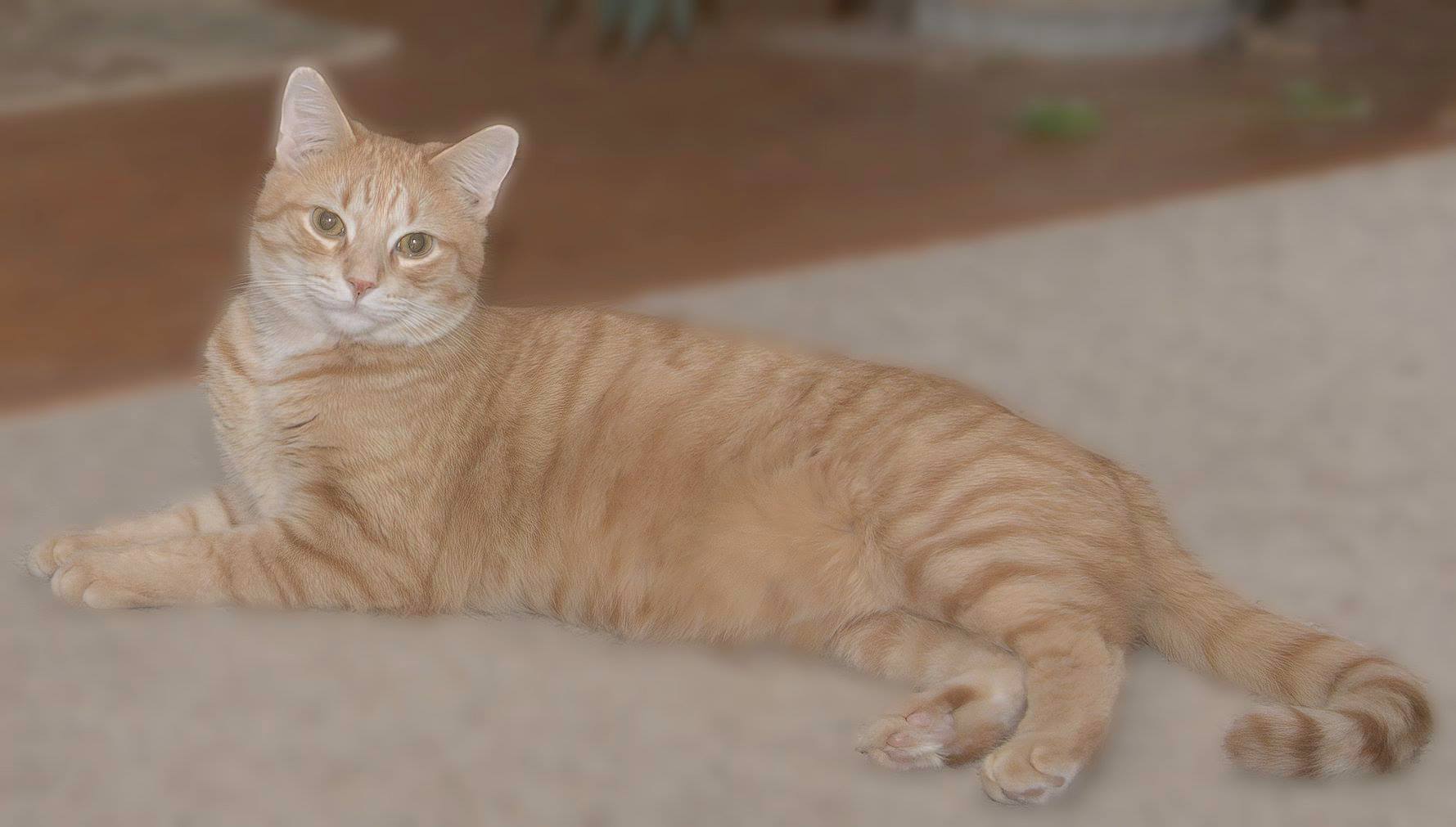 Salerno (In Foster Care), Adoptable, Adult Male Domestic Short Hair.