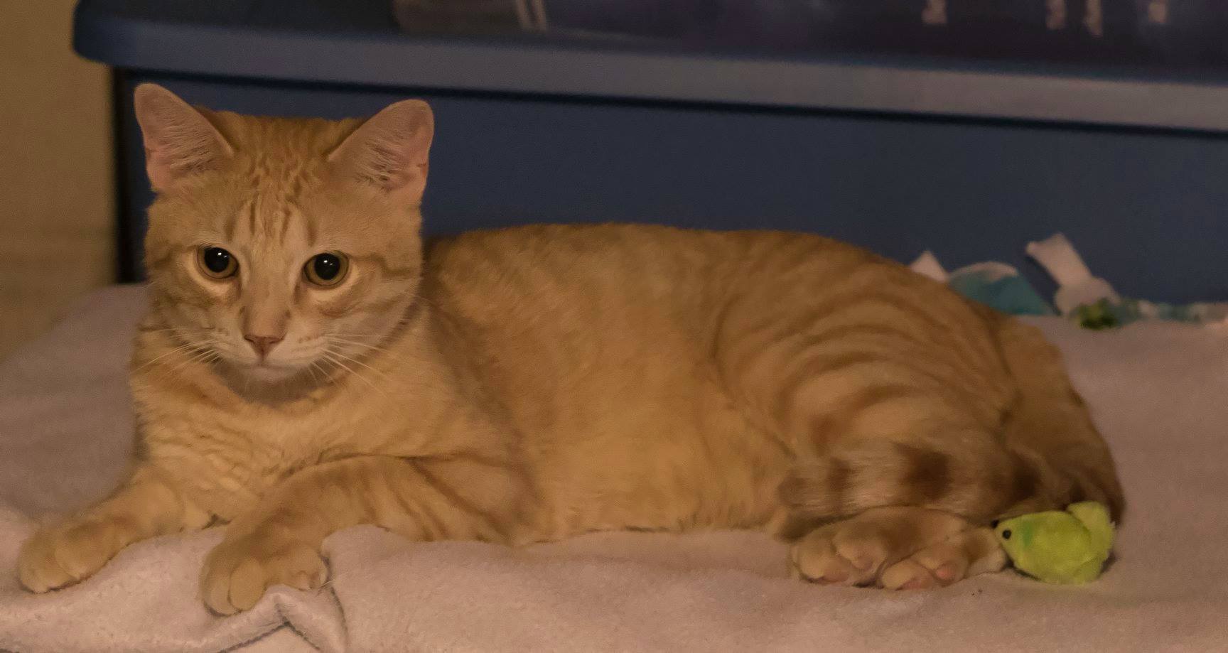 Enlarge Salerno (In Foster Care), a Adoptable Domestic Short Hair in Tomah, WI image 2/12