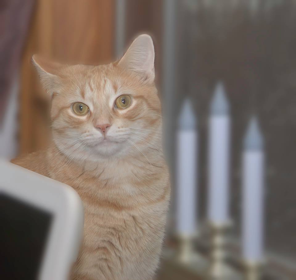 Enlarge Salerno (In Foster Care), a Adoptable Domestic Short Hair in Tomah, WI image 3/12