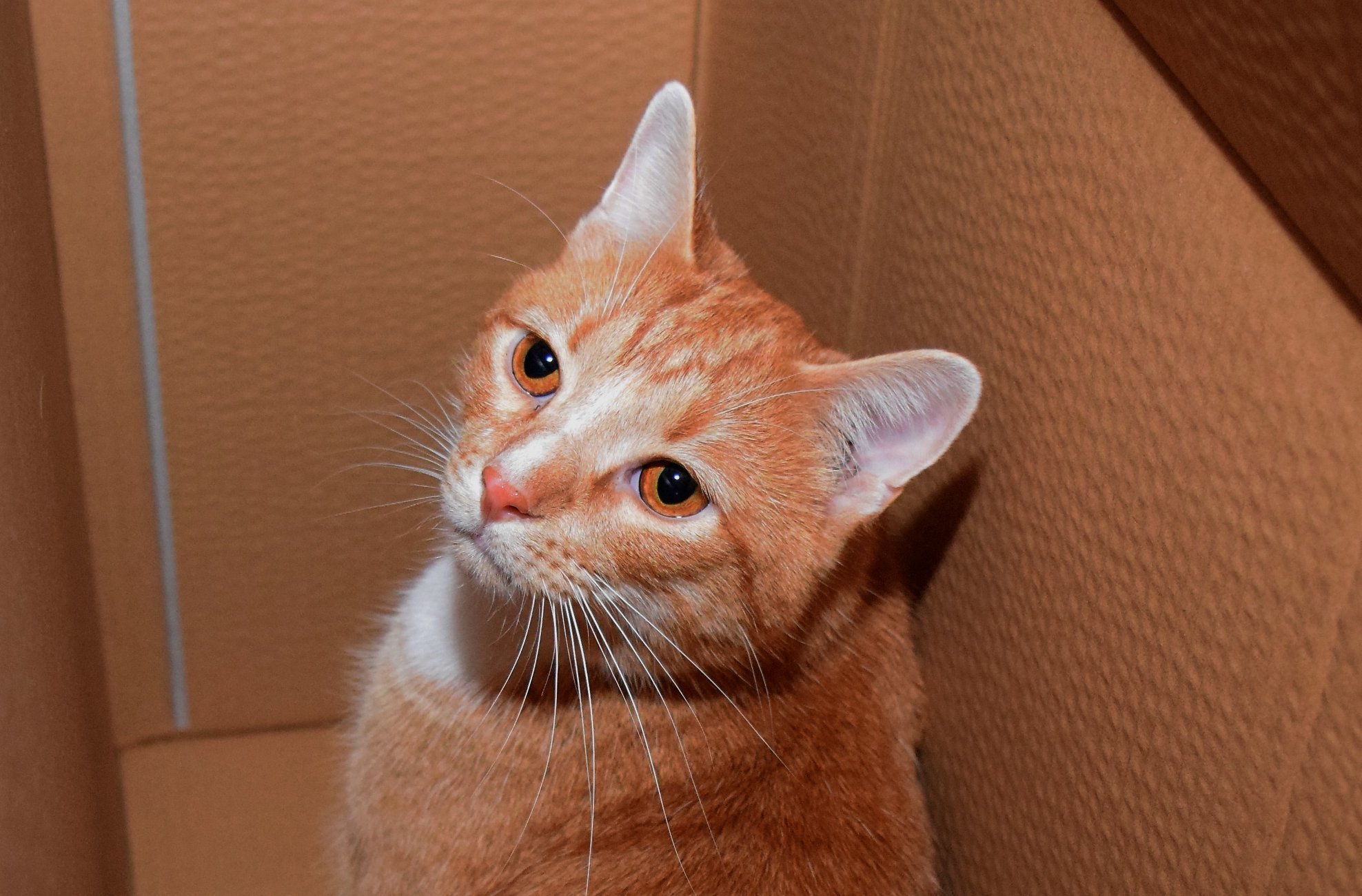 Enlarge Salerno (In Foster Care), a Adoptable Domestic Short Hair in Tomah, WI image 4/12