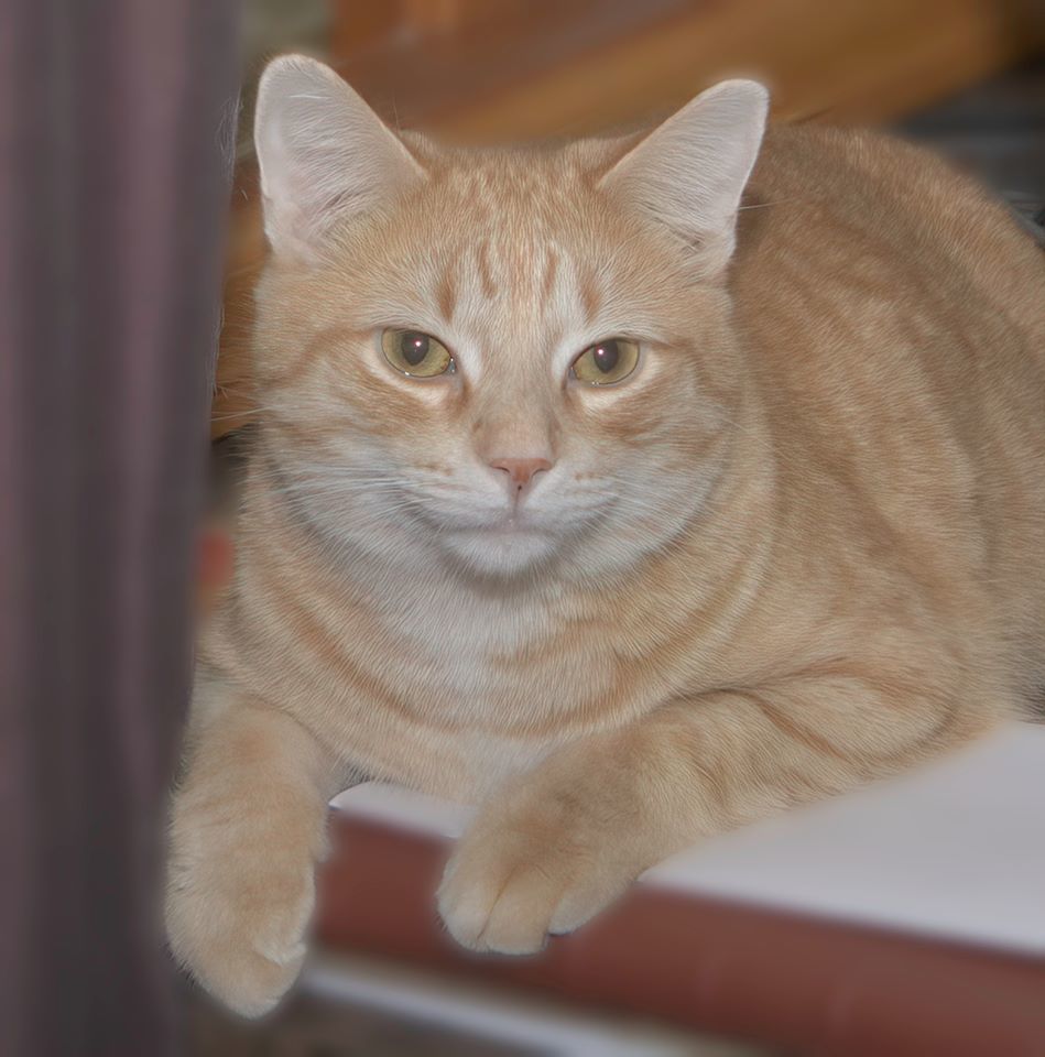 Enlarge Salerno (In Foster Care), a Adoptable Domestic Short Hair in Tomah, WI image 5/12