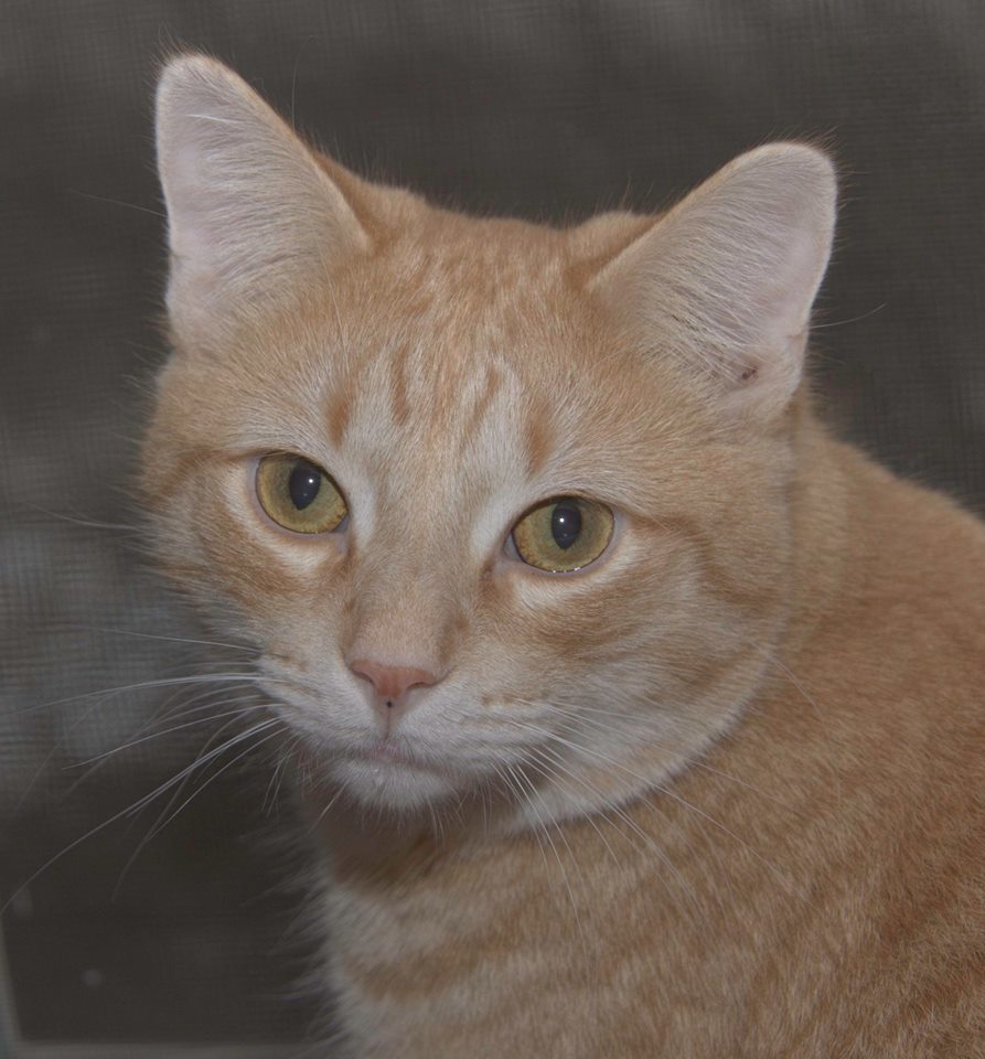 Enlarge Salerno (In Foster Care), a Adoptable Domestic Short Hair in Tomah, WI image 6/12