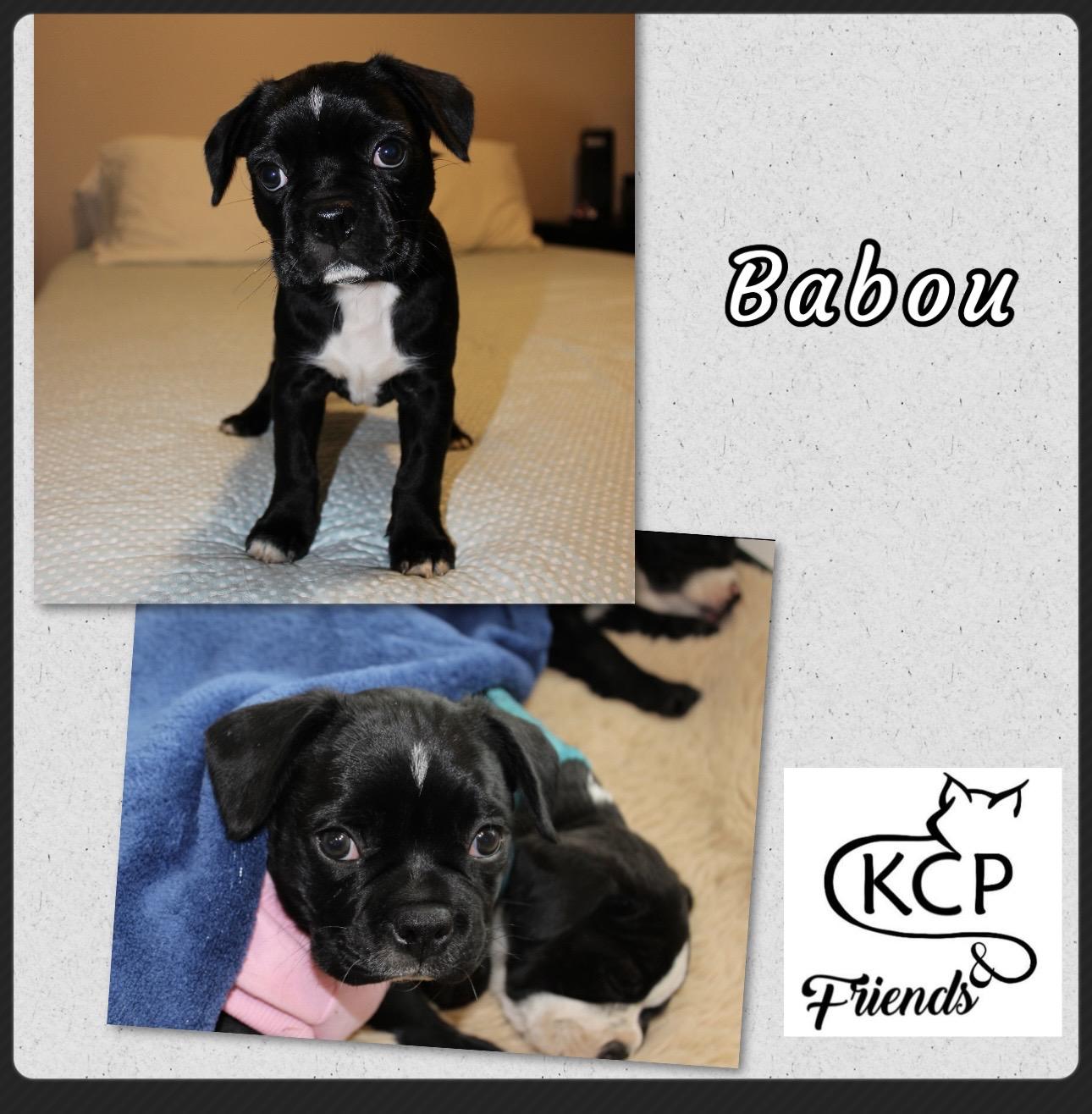Enlarge Babou, a Adopted Boston Terrier in Courtenay, BC image 1/1