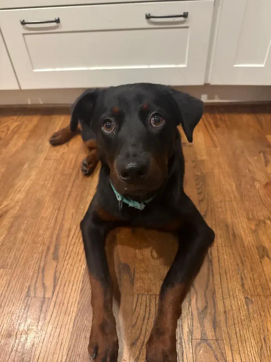 Enlarge Bosco, an adopted Rottweiler in Polk, OH image 3/5