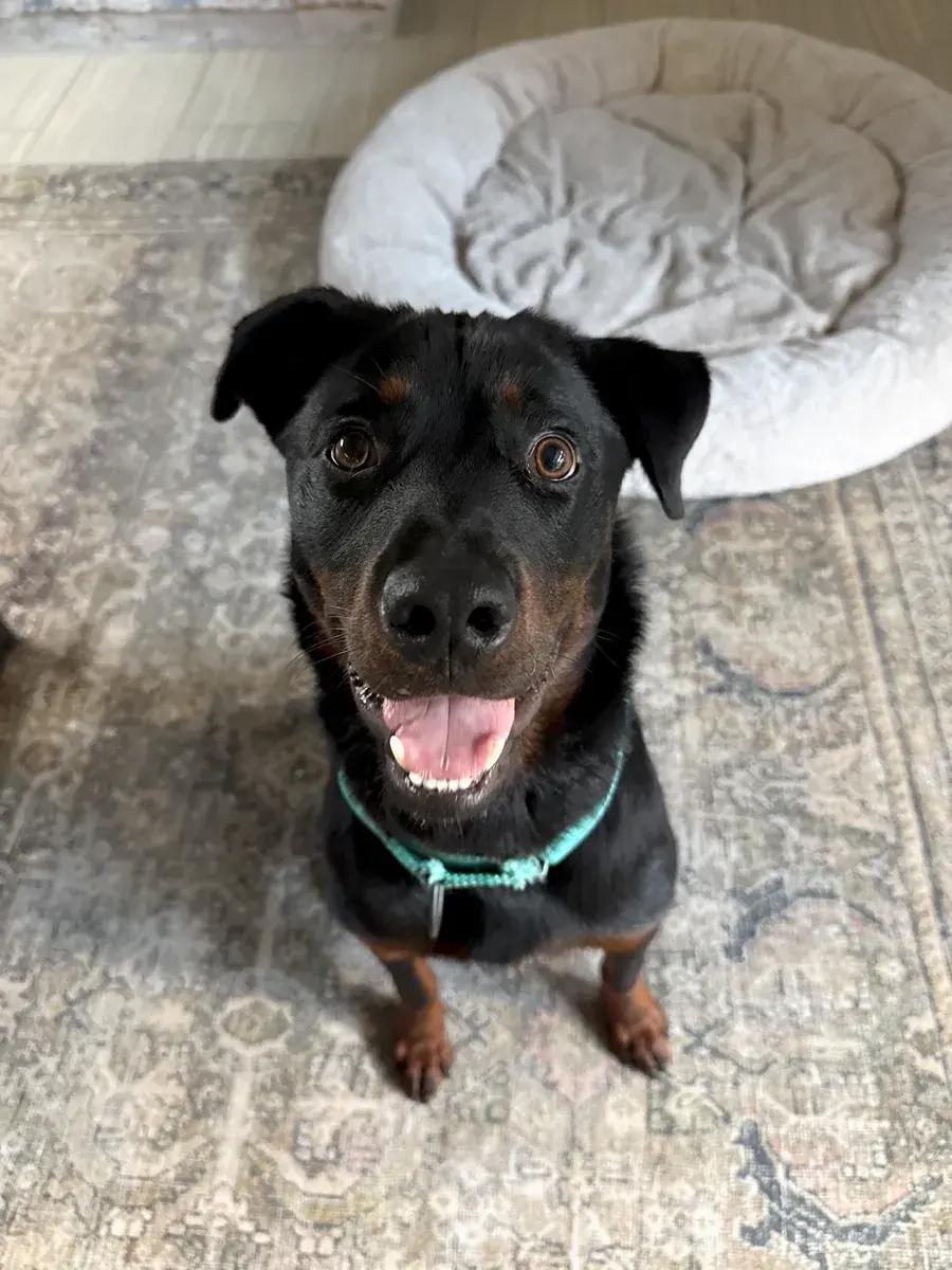 Enlarge Bosco, an adopted Rottweiler in Polk, OH image 2/5