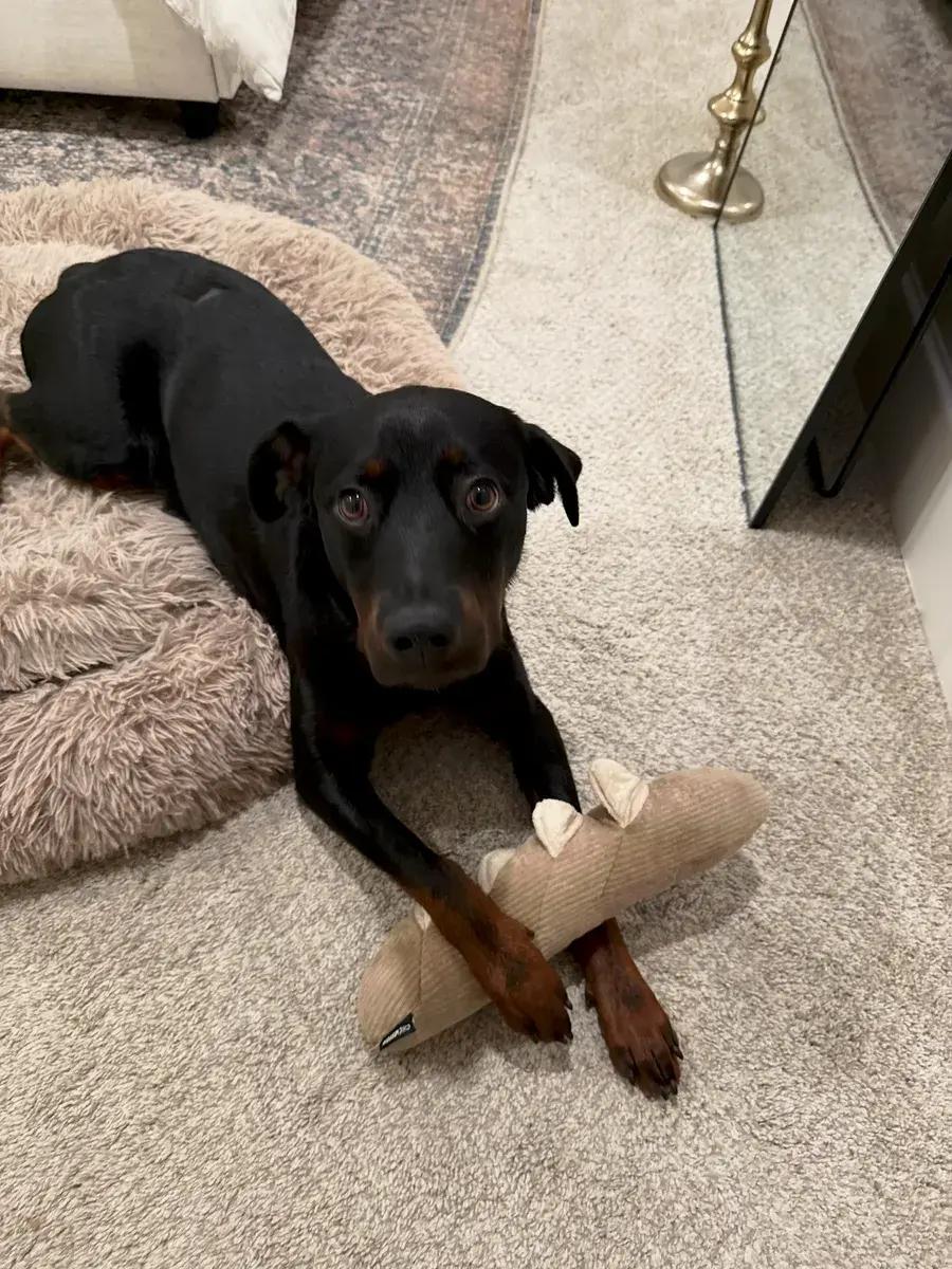 Enlarge Bosco, an adopted Rottweiler in Polk, OH image 1/5