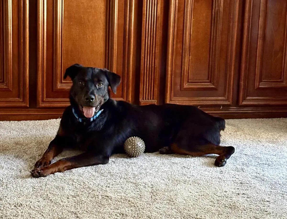 Enlarge Bosco, an adopted Rottweiler in Polk, OH image 4/5