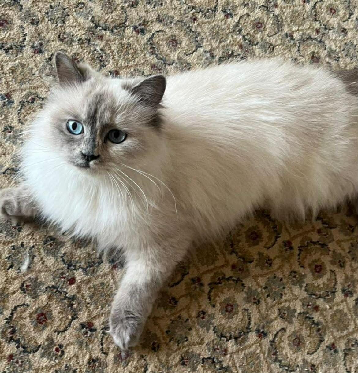 Enlarge Phoebe , an adopted Himalayan in Woodmere, NY image 1/1