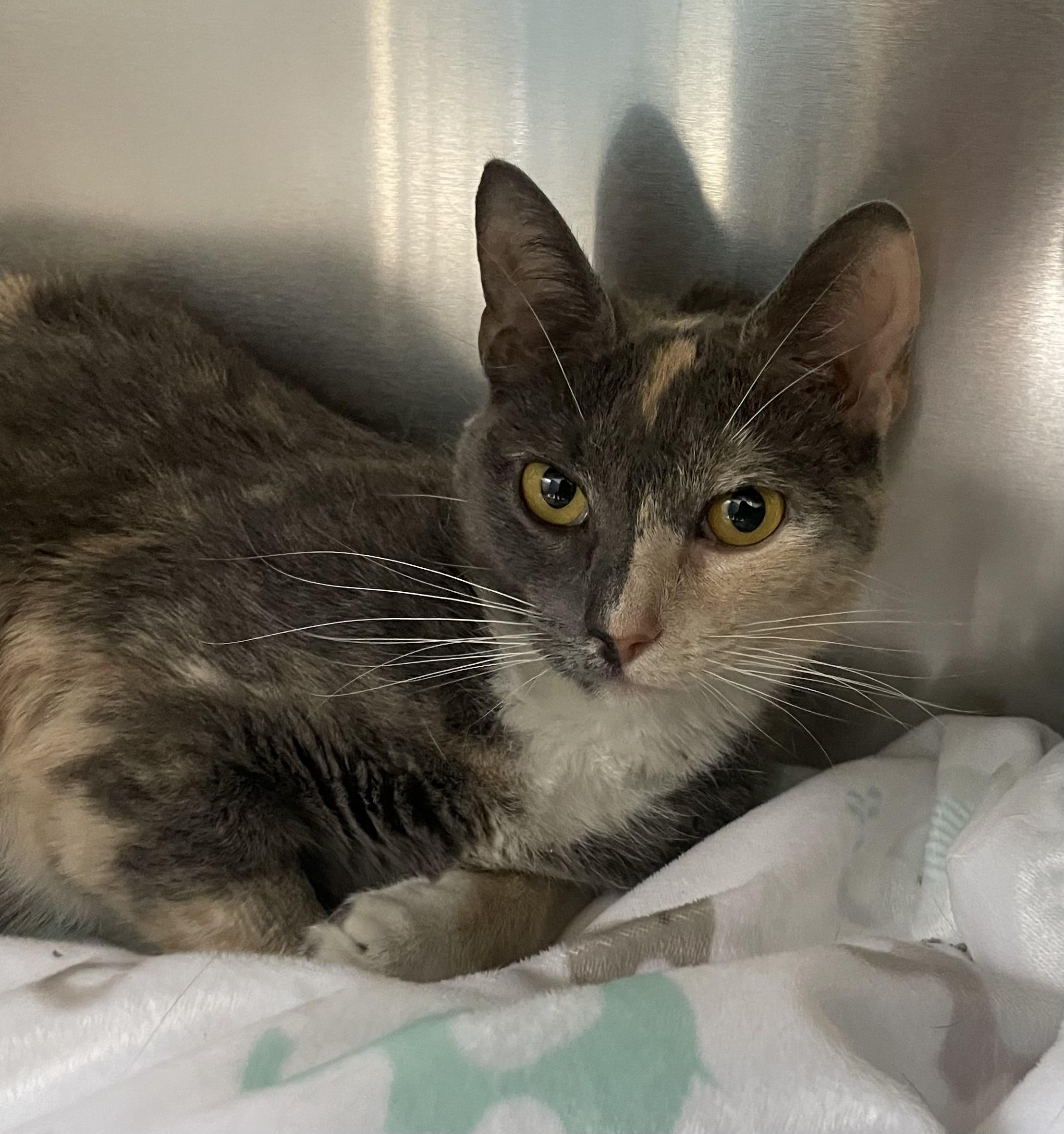 Patches, ADOPTABLE, Young Female Dilute Calico & Domestic Short Hair.